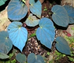 Begonia Pavonina zdjęcie poglądowe odmiany