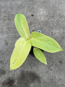 Philodendron bipennifolium Aurea (gold violin)  -  L (1)