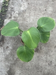 Philodendron rugosum XL