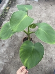 Philodendron rugosum XL