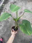 Philodendron rugosum XL
