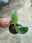 Skrzydłokwiat Spathiphyllum variegata