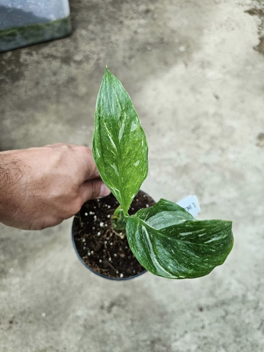 Skrzydłokwiat Spathiphyllum variegata