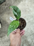 Skrzydłokwiat Spathiphyllum variegata