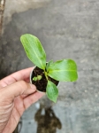Philodendron Paraiso Verde - S