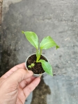 Philodendron Paraiso Verde - S
