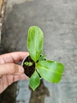 Philodendron Paraiso Verde - S