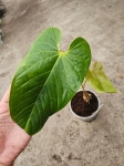 Anthurium cirinoi Agapornis