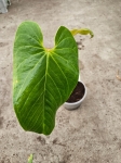 Anthurium cirinoi Agapornis