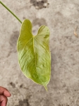 Anthurium cirinoi Agapornis