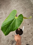 Anthurium cirinoi Agapornis