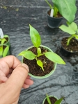 Philodendron clarkei S