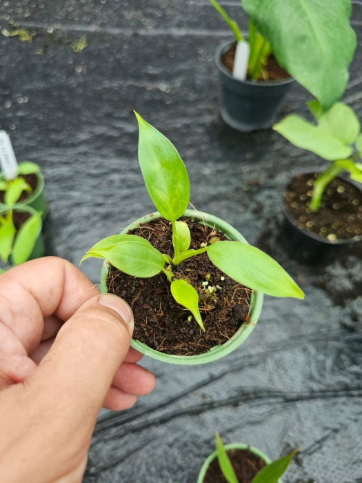 Philodendron clarkei S