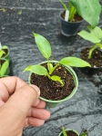Philodendron clarkei S