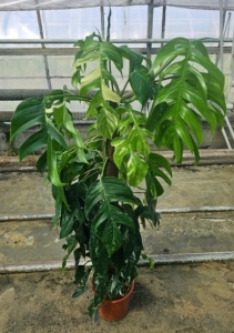 Epipremnum pinnatum variegata - XXL