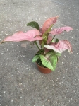 Syngonium Pink Marble - M
