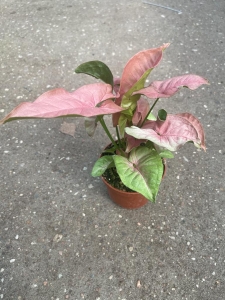 Syngonium Pink Marble - M