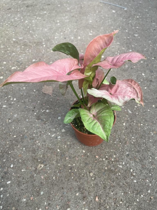 Syngonium Pink Marble - M
