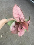 Syngonium Pink Marble - M