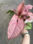 Syngonium Pink Marble - M