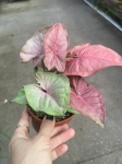 Syngonium Pink Marble - M