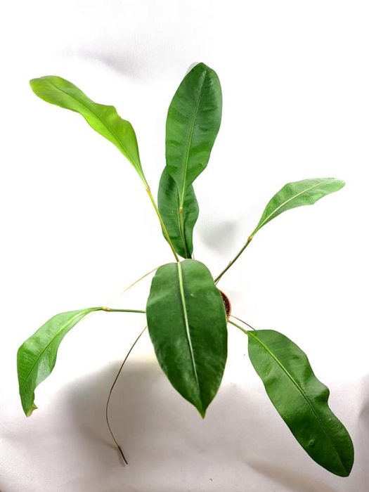 A. Gracile