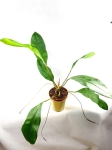 A. Gracile