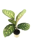 Calathea Flamestar M