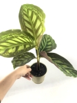 Calathea Flamestar M