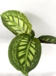Calathea Flamestar M