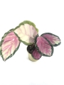 Calathea roseopicta Silvia M