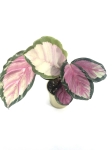 Calathea roseopicta Silvia M