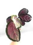 Calathea roseopicta Silvia M