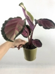 Calathea roseopicta Silvia M