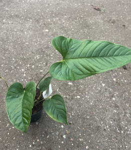 Anthurium Ivanportillae