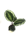 Calathea roseopicta Marion M