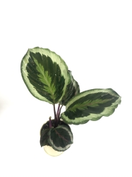 Calathea roseopicta Marion