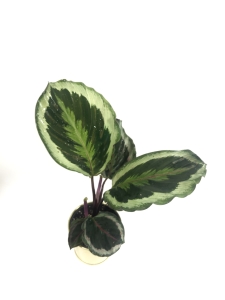 Calathea roseopicta Marion