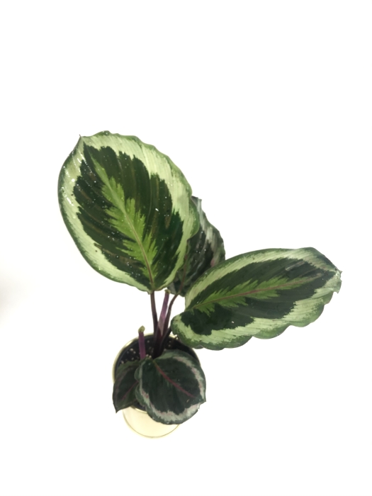 Calathea roseopicta Marion M