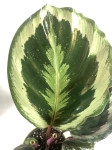 Calathea roseopicta Marion 