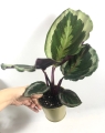 Calathea roseopicta Marion M