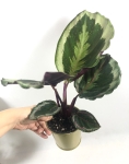 Calathea roseopicta Marion M