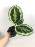 Calathea roseopicta Marion M