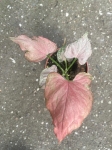 Syngonium Pink Perfection - M