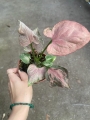 Syngonium Pink Perfection - M