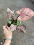 Syngonium Pink Perfection - M