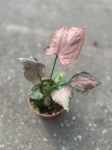 Syngonium Pink Perfection - M