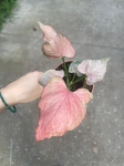 Syngonium Pink Perfection - M