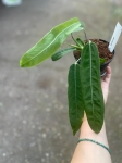 Anthurium Amazon Princess