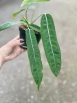 Anthurium Amazon Princess